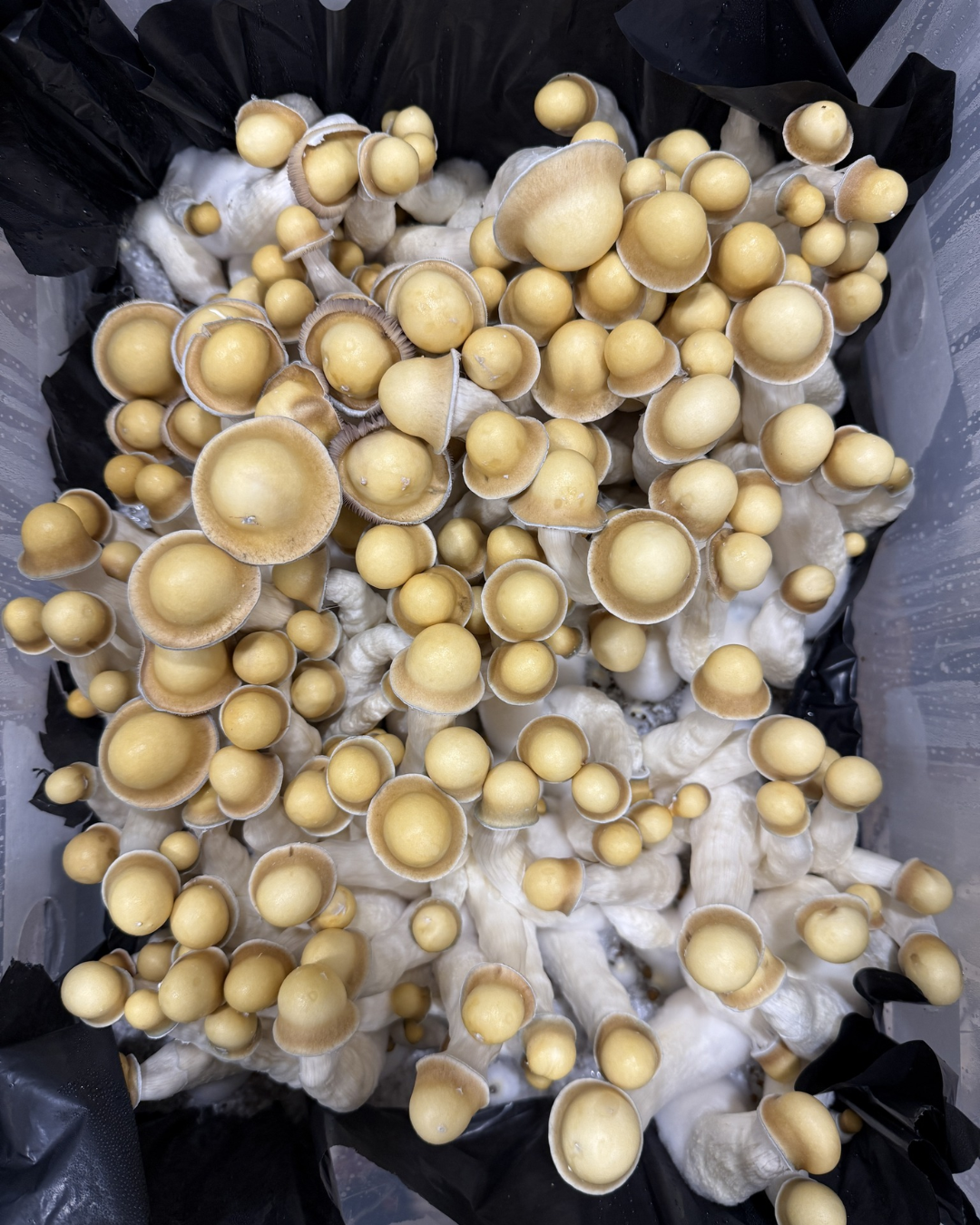 El Universo de los Hongos: ¿Cuál es la diferencia real entre los Adaptógenos y los Psilocibes?